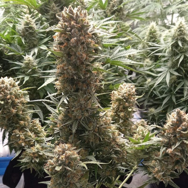 Banana Auto - automatikusan virágzó kannabiszmagok, kannabiszfajta