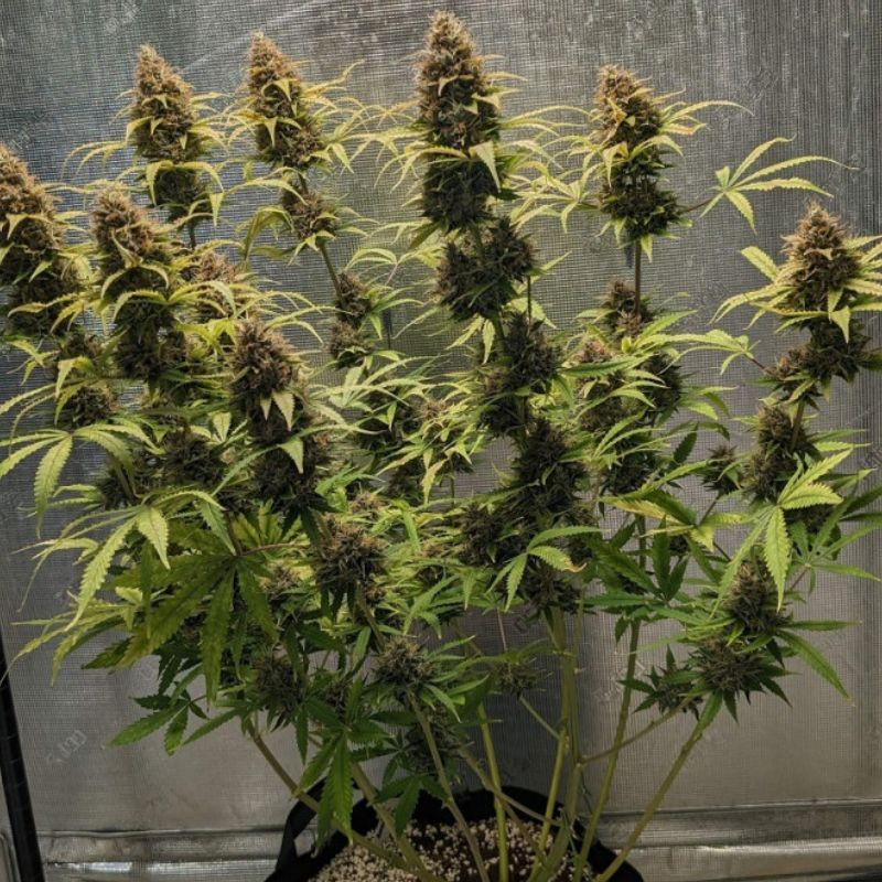 Original Amnesia Auto - automatikusan virágzó kannabiszmagok, kannabiszfajta