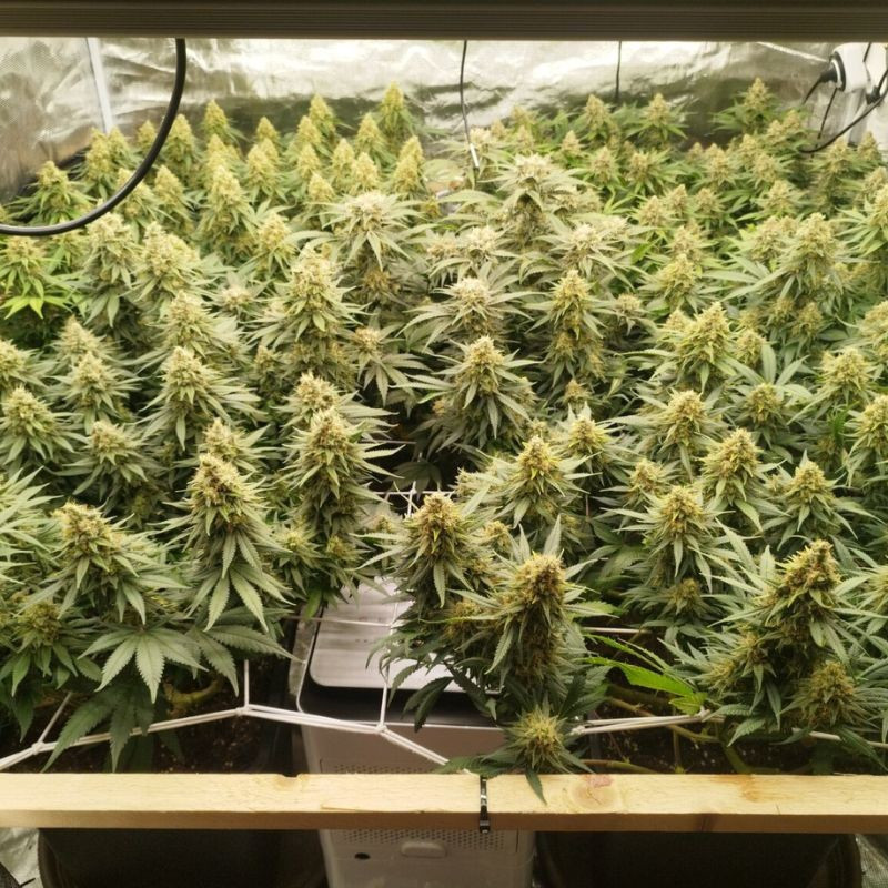 Zkittlez - kannabiszmagok, kannabiszfajta