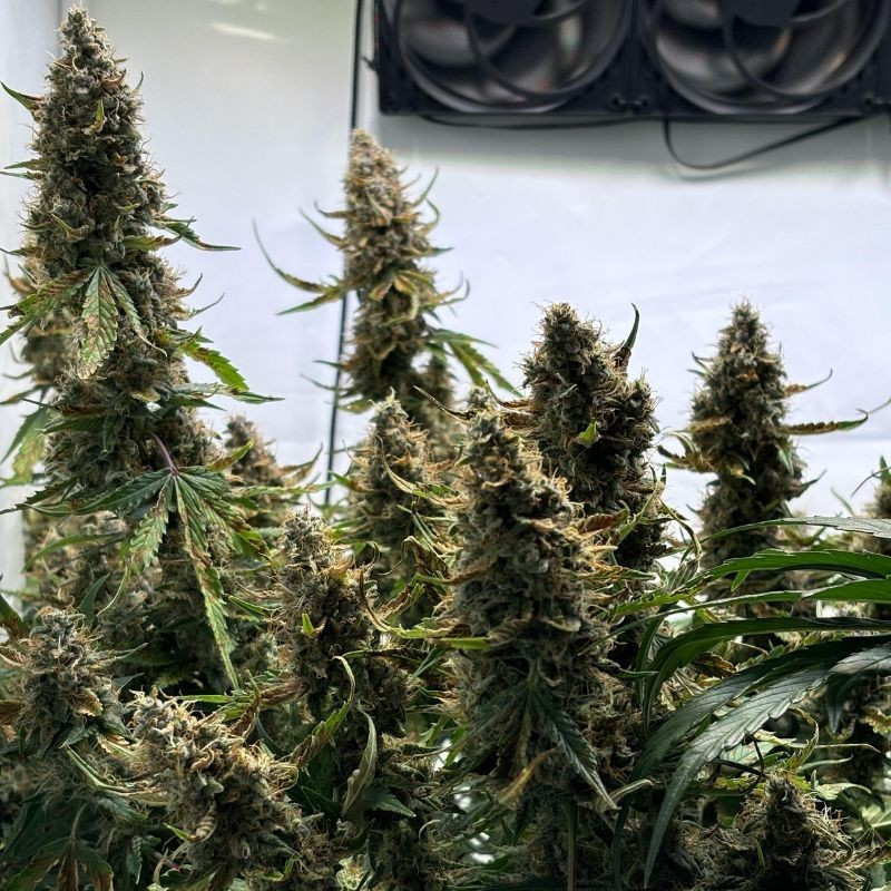 Wedding Cake - kannabiszmagok, kannabiszfajta