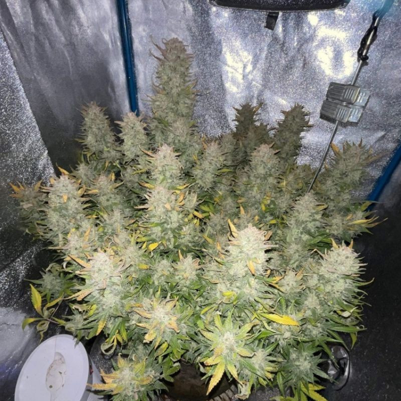 Tropicana Cookies - kannabiszmagok, kannabiszfajta