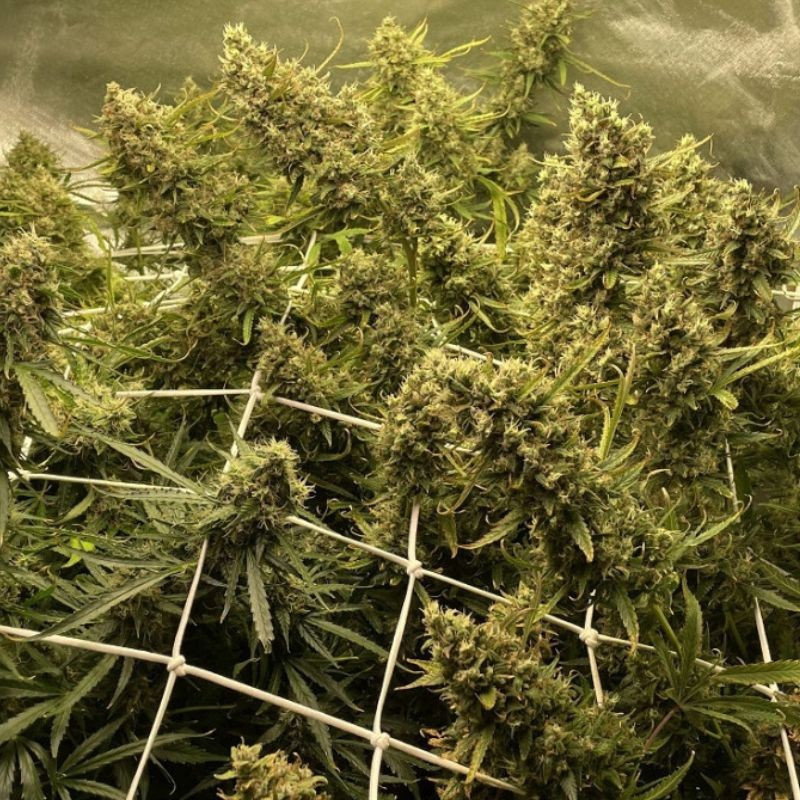 Strawberry Kush - kannabiszmagok, kannabiszfajta