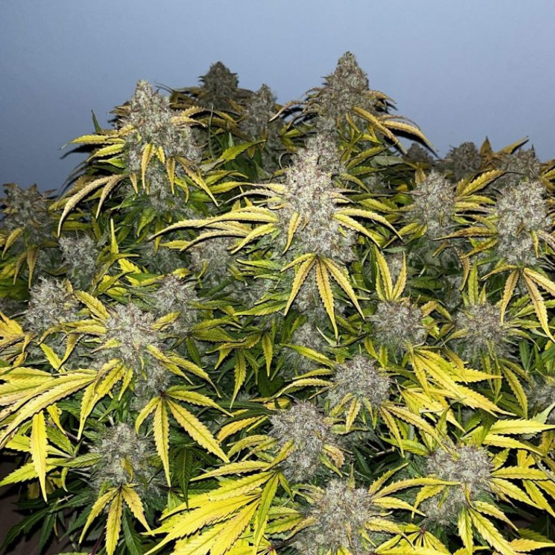 Special Skunk - kannabiszmagok, kannabiszfajta