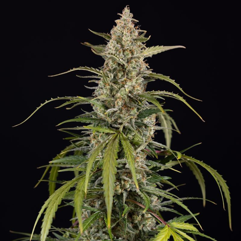 Exotic Haze - kannabiszmagok, kannabiszfajta