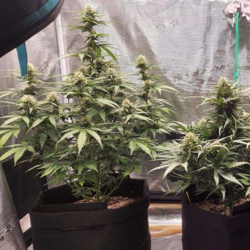 Special Haze - kannabiszmagok, kannabiszfajta