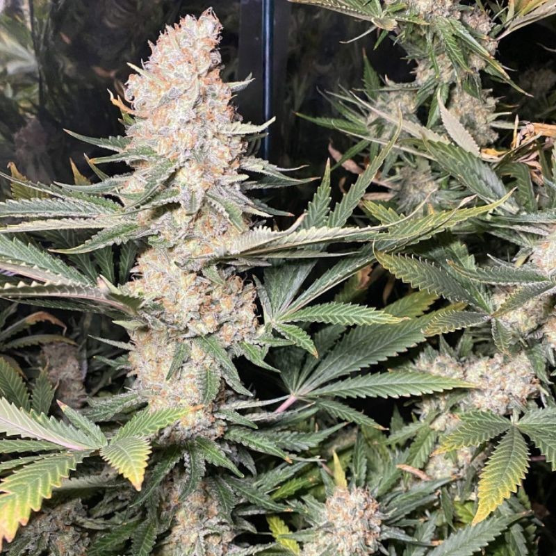 Super Skunk - kannabiszmagok, kannabiszfajta
