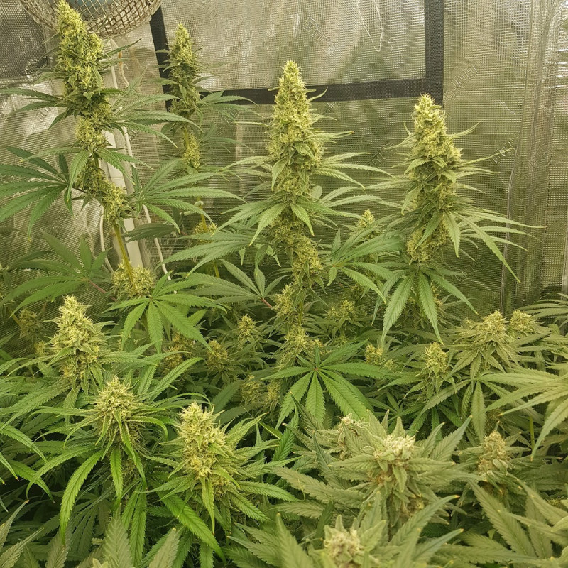 Sherbet - kannabiszmagok, kannabiszfajta