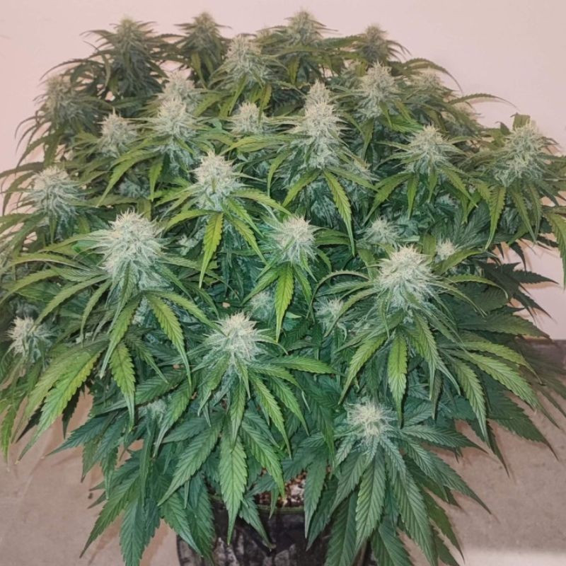 Big Star - kannabiszmagok, kannabiszfajta