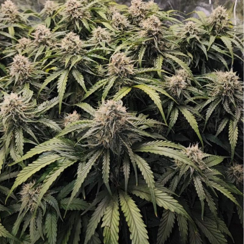 Runtz - kannabiszmagok, kannabiszfajta