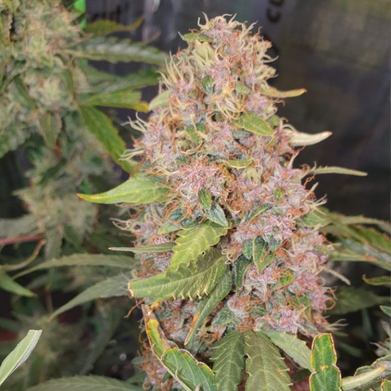 Purple Kush - kannabiszmagok, kannabiszfajta