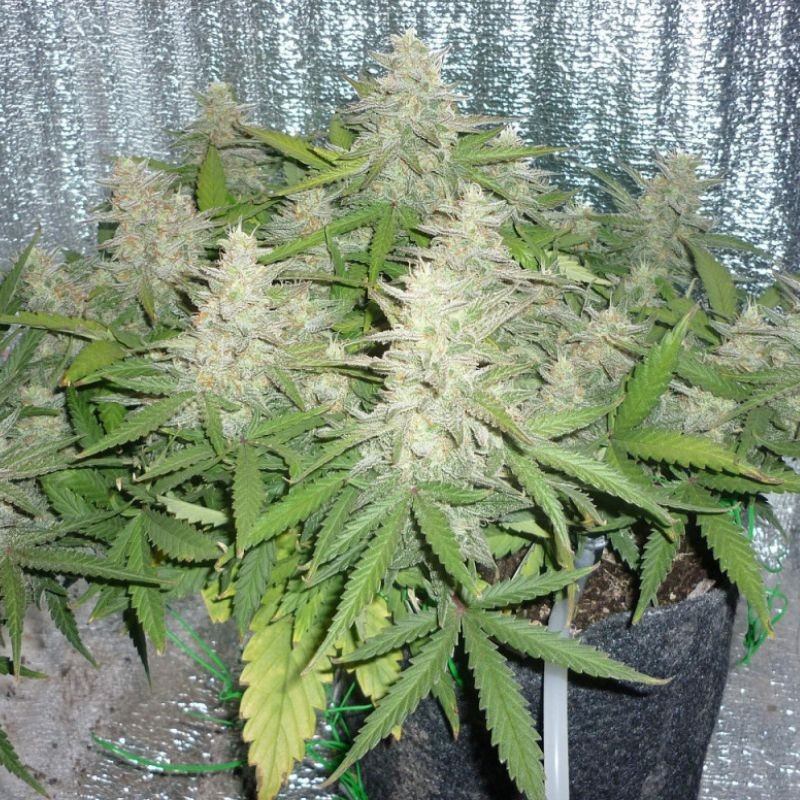 Power Plant - kannabiszmagok, kannabiszfajta