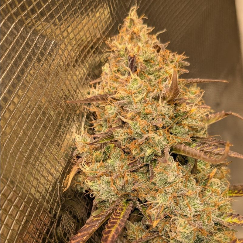 Orange Bud - kannabiszmagok, kannabiszfajta