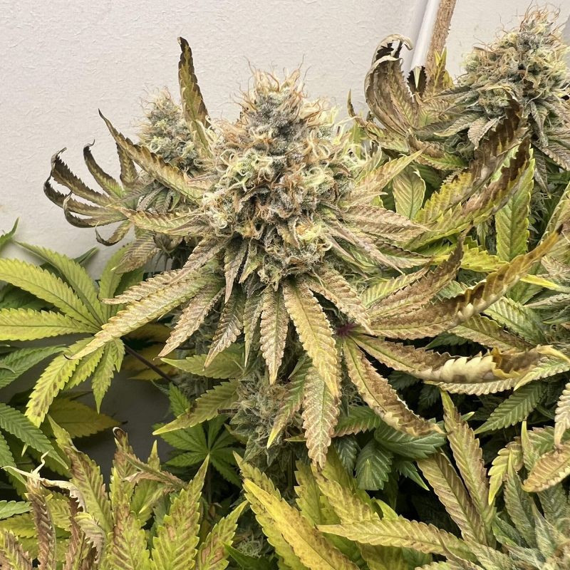 Northern Light - kannabiszmagok, kannabiszfajta