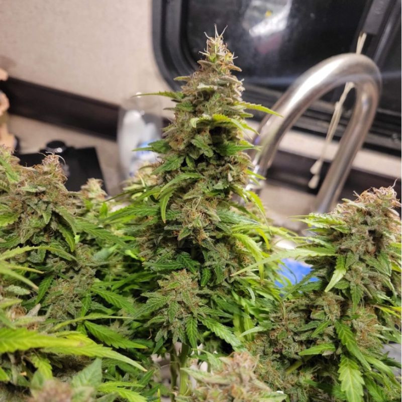 Neville's Haze - kannabiszmagok, kannabiszfajta