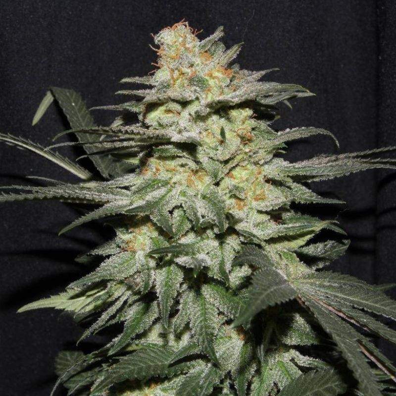 Himalaya Gold - kannabiszmagok, kannabiszfajta