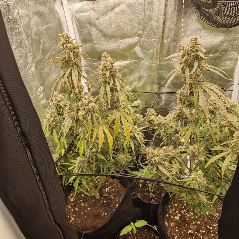NYC Diesel - kannabiszmagok, kannabiszfajta