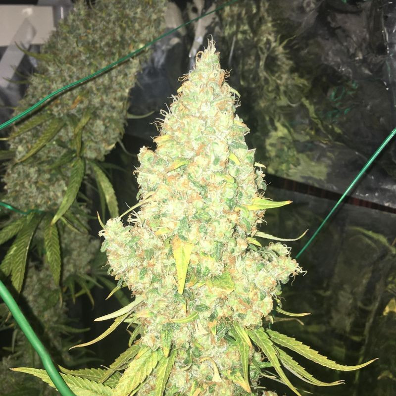 Moby Dick - kannabiszmagok, kannabiszfajta