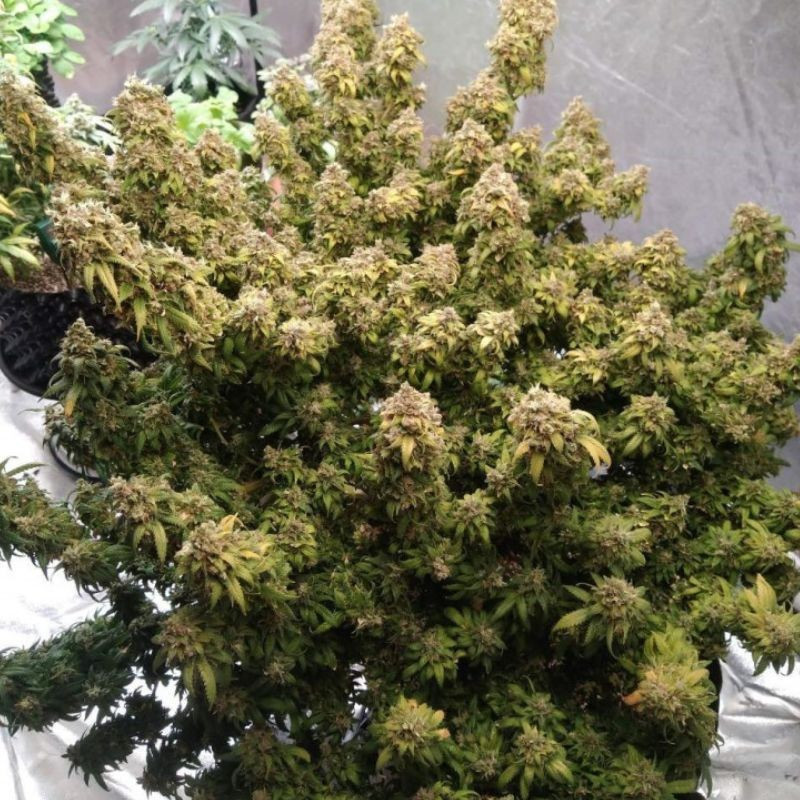 Mazar Extra - kannabiszmagok, kannabiszfajta