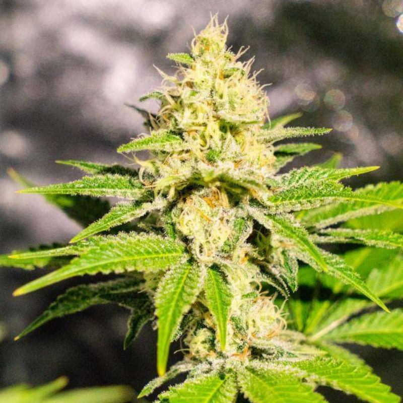 Mister Kush - kannabiszmagok, kannabiszfajta