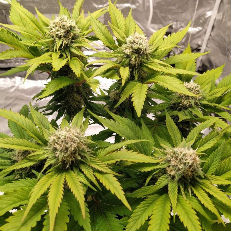 Lemon Juice - kannabiszmagok, kannabiszfajta