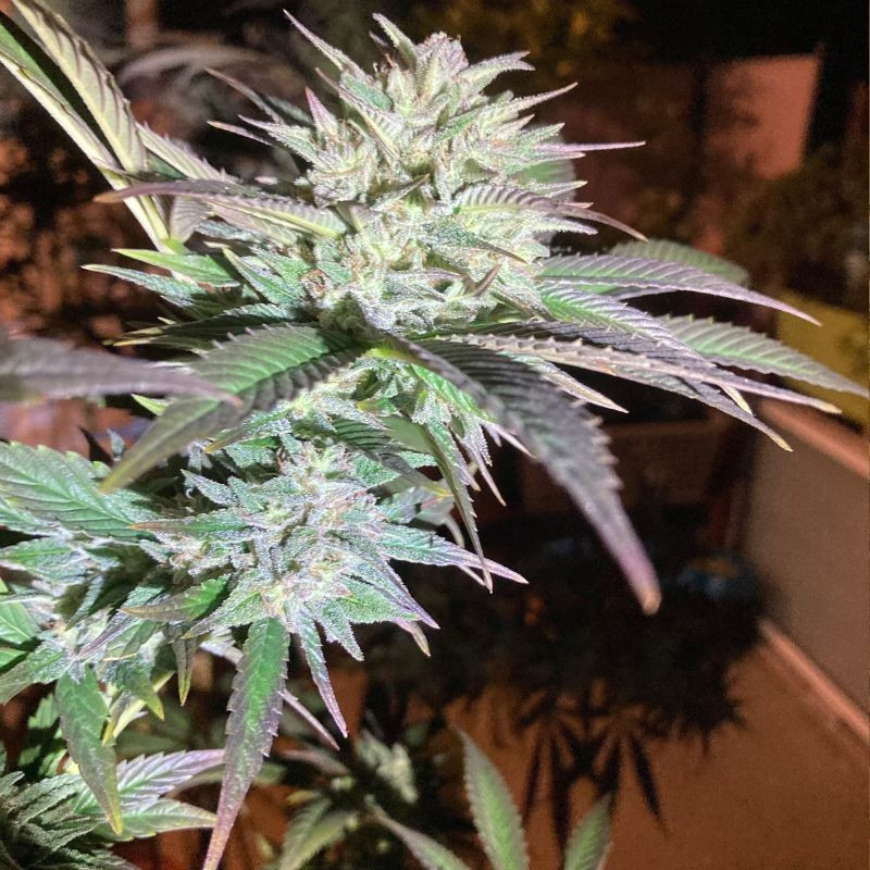 Train Wreck - kannabiszmagok, kannabiszfajta