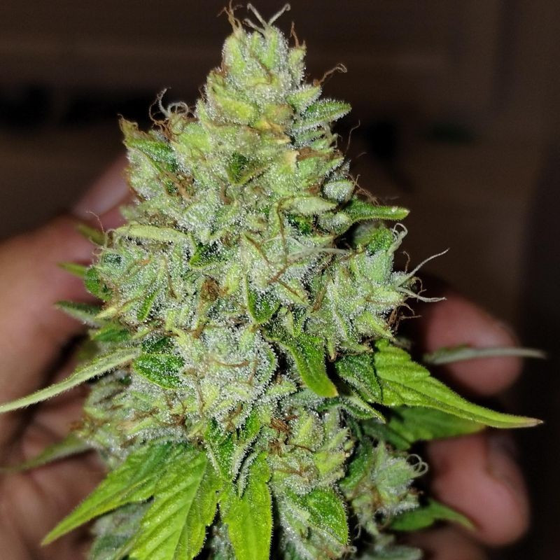 Lemon Skunk - kannabiszmagok, kannabiszfajta