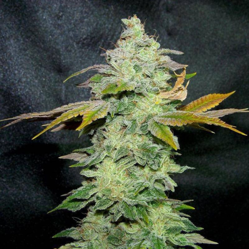 Lavender - kannabiszmagok, kannabiszfajta