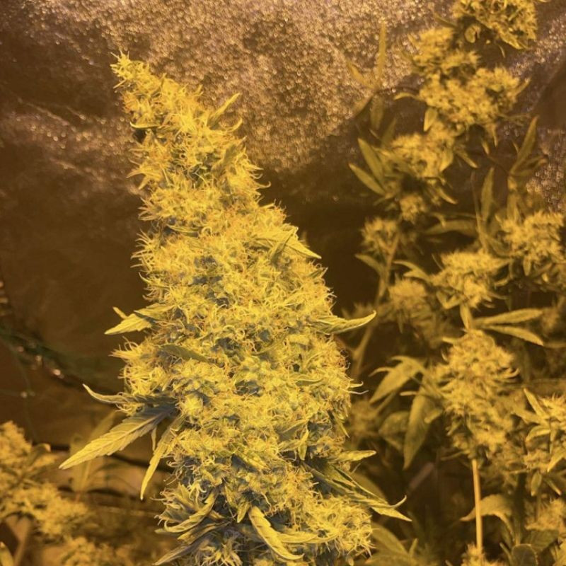 Kali Mist - kannabiszmagok, kannabiszfajta