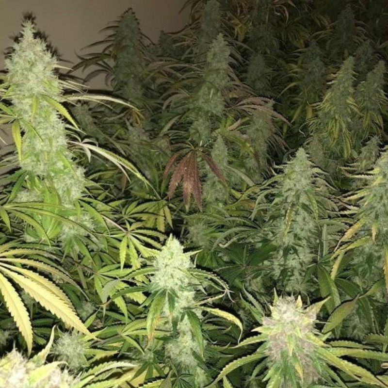 Kalashnikova - kannabiszmagok, kannabiszfajta