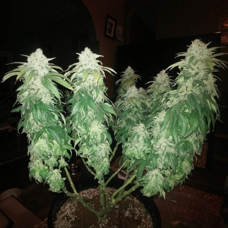 Jack Herer - kannabiszmagok, kannabiszfajta