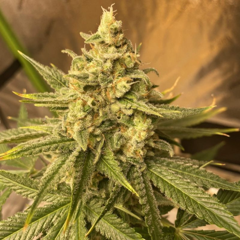 Chemdog - kannabiszmagok, kannabiszfajta