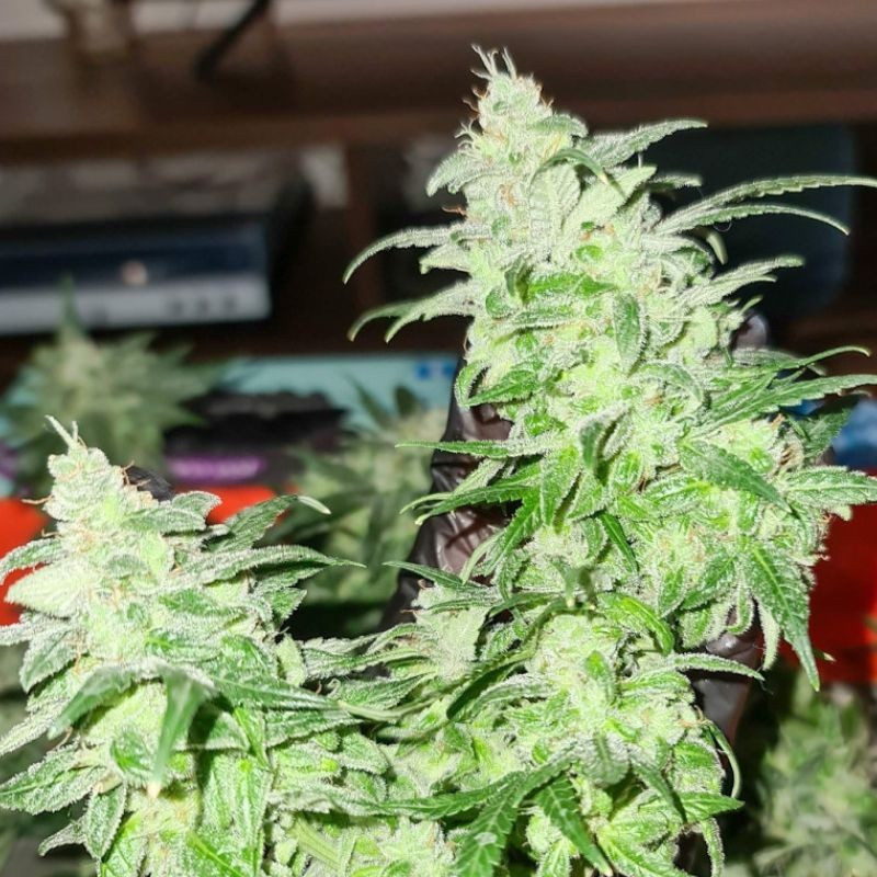 Gorilla Glue - kannabiszmagok, kannabiszfajta