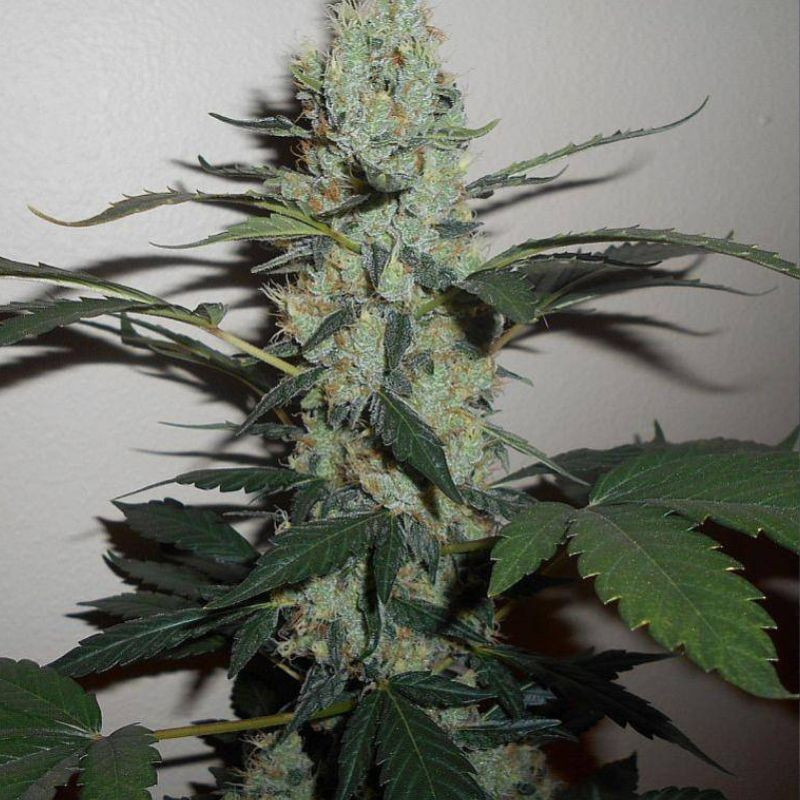Green Crack - kannabiszmagok, kannabiszfajta