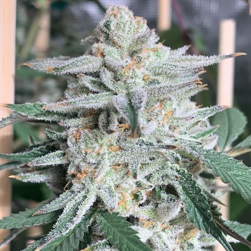 Girl Scout Cookies - kannabiszmagok, kannabiszfajta