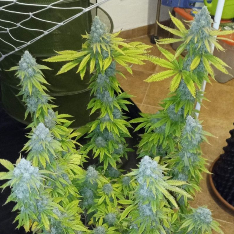 Crystal Candy - kannabiszmagok, kannabiszfajta