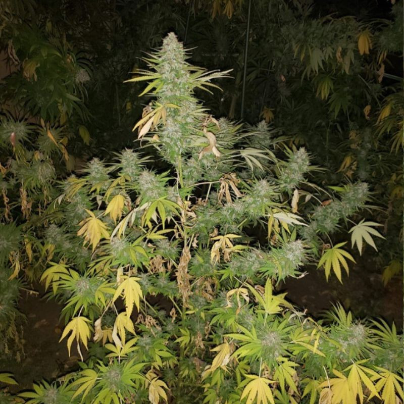 Grapefruit - kannabiszmagok, kannabiszfajta