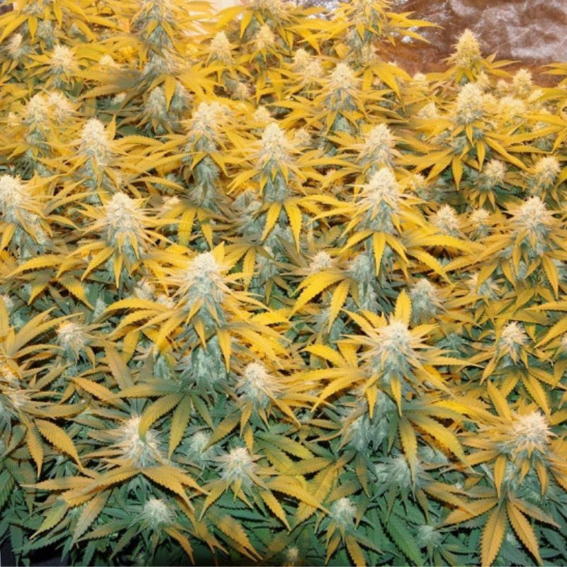 Great White Shark - kannabiszmagok, kannabiszfajta