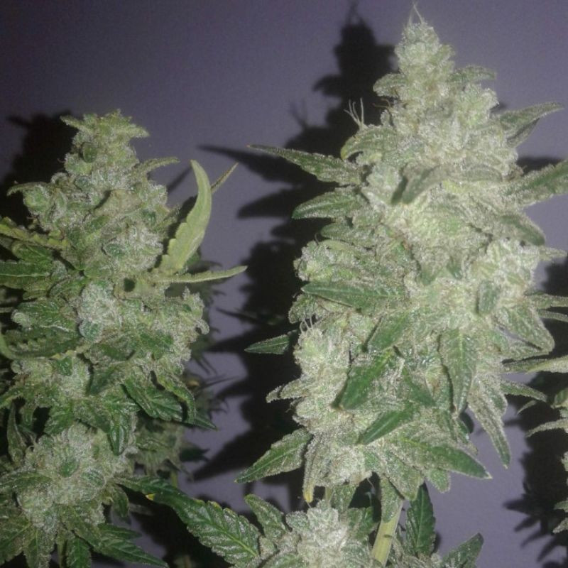 Gelato - kannabiszmagok, kannabiszfajta
