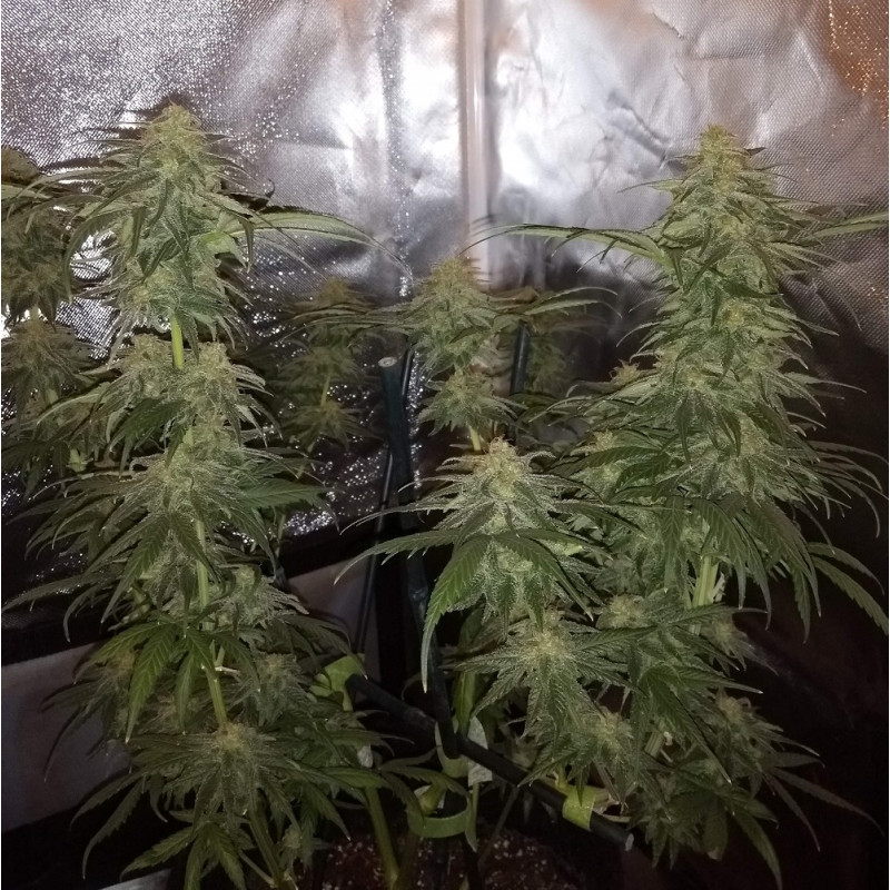 Special Mintz - kannabiszmagok, kannabiszfajta