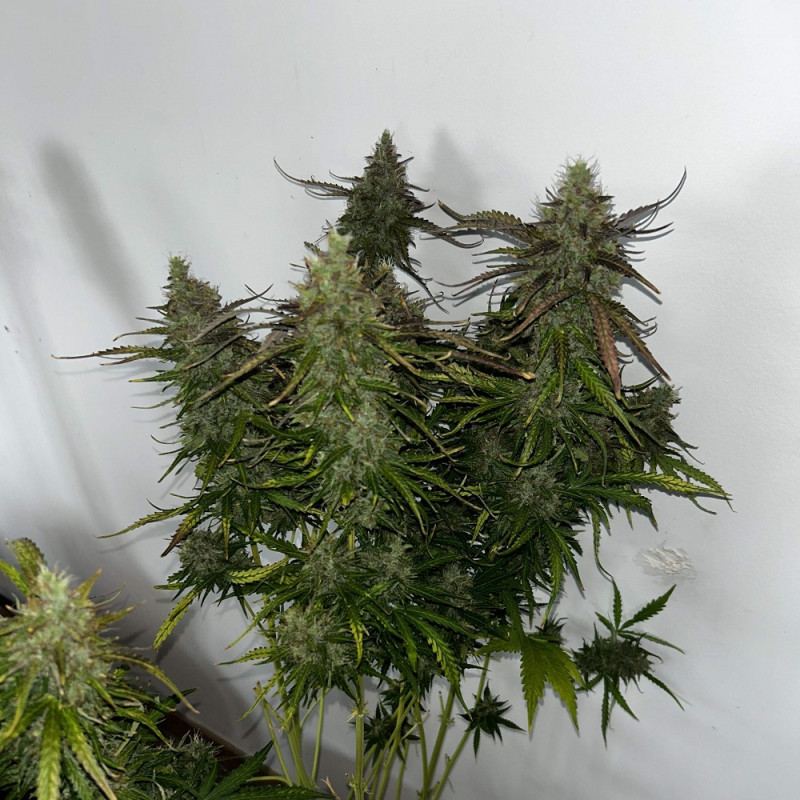 Skunk - kannabiszmagok, kannabiszfajta