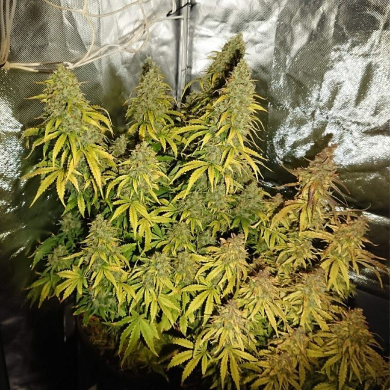 Durban Poison - kannabiszmagok, kannabiszfajta