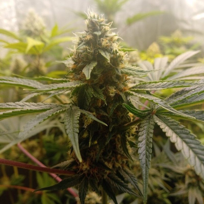 Critical Mass - kannabiszmagok, kannabiszfajta