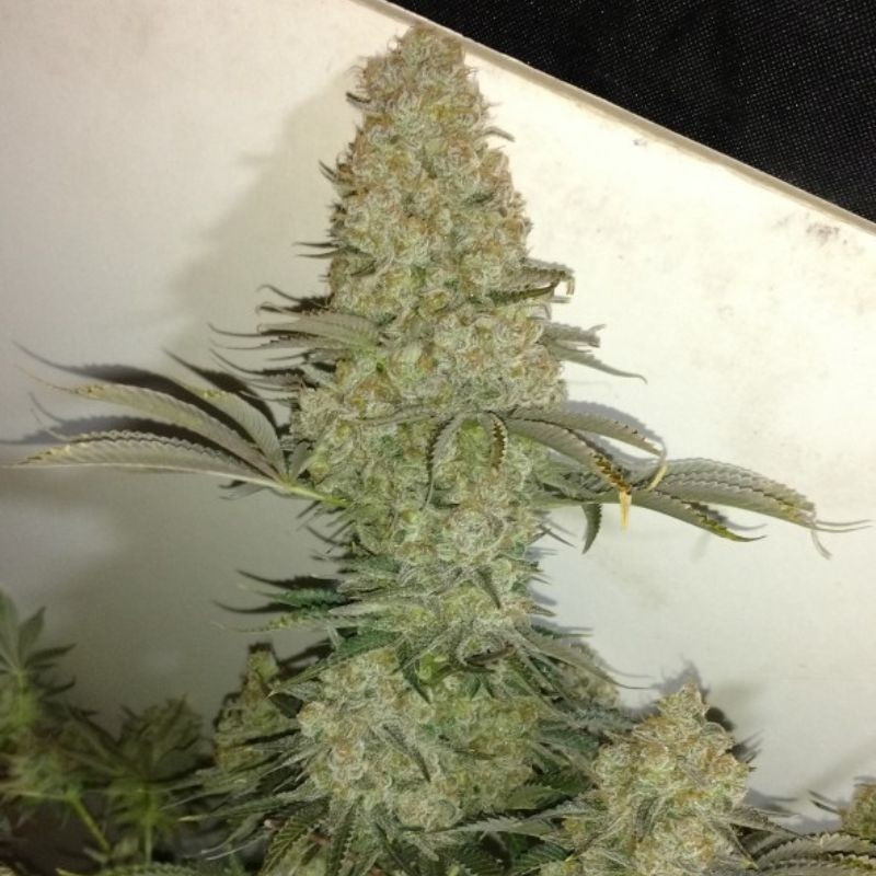 Critical - kannabiszmagok, kannabiszfajta