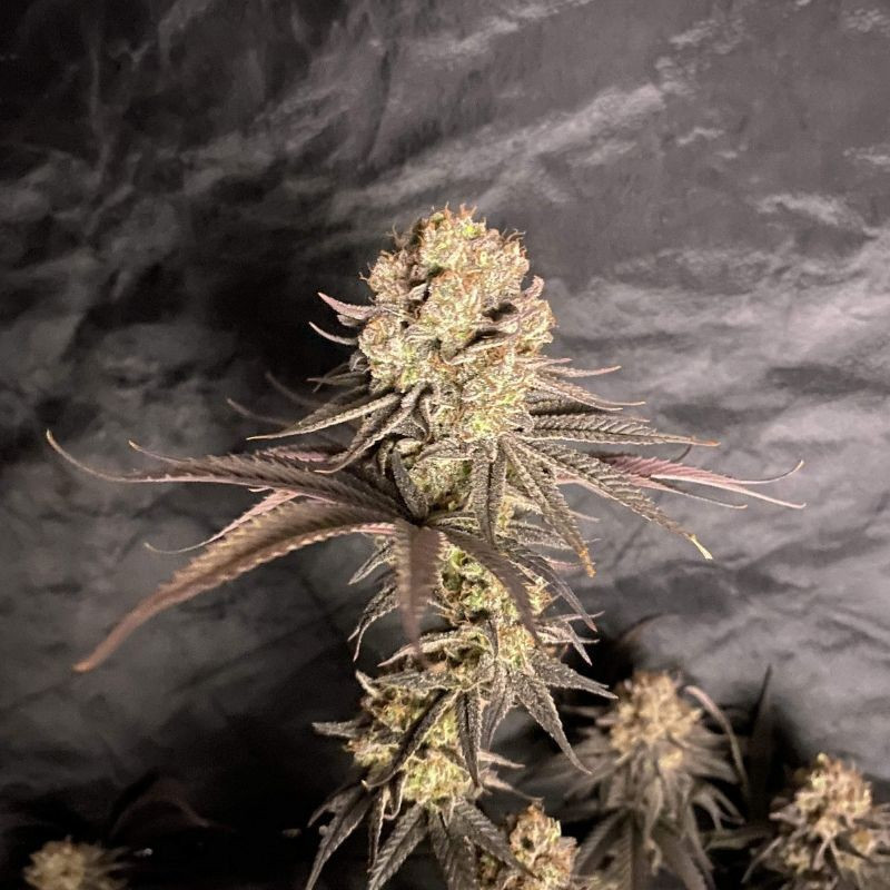 RoboCop - kannabiszmagok, kannabiszfajta