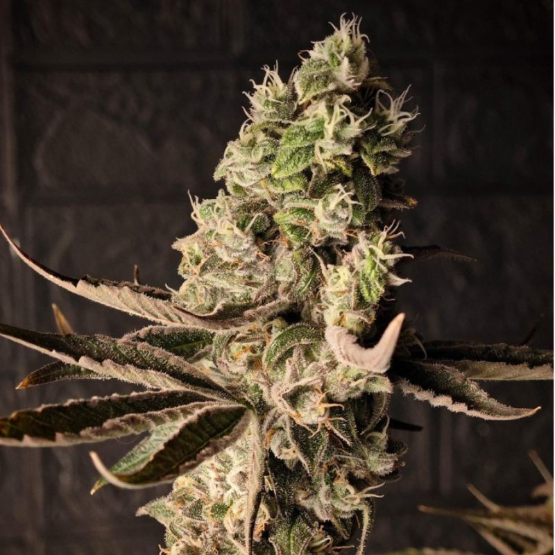 Chrome - kannabiszmagok, kannabiszfajta