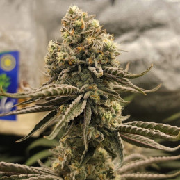 Bruce Banner - kannabiszmagok, kannabiszfajta