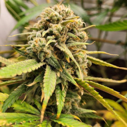 BubbleGum - kannabiszmagok, kannabiszfajta