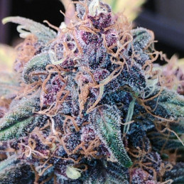 Blueberry - kannabiszmagok, kannabiszfajta