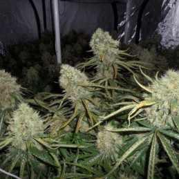Big Bud - kannabiszmagok, kannabiszfajta