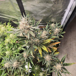 Banana Flower - kannabiszmagok, kannabiszfajta